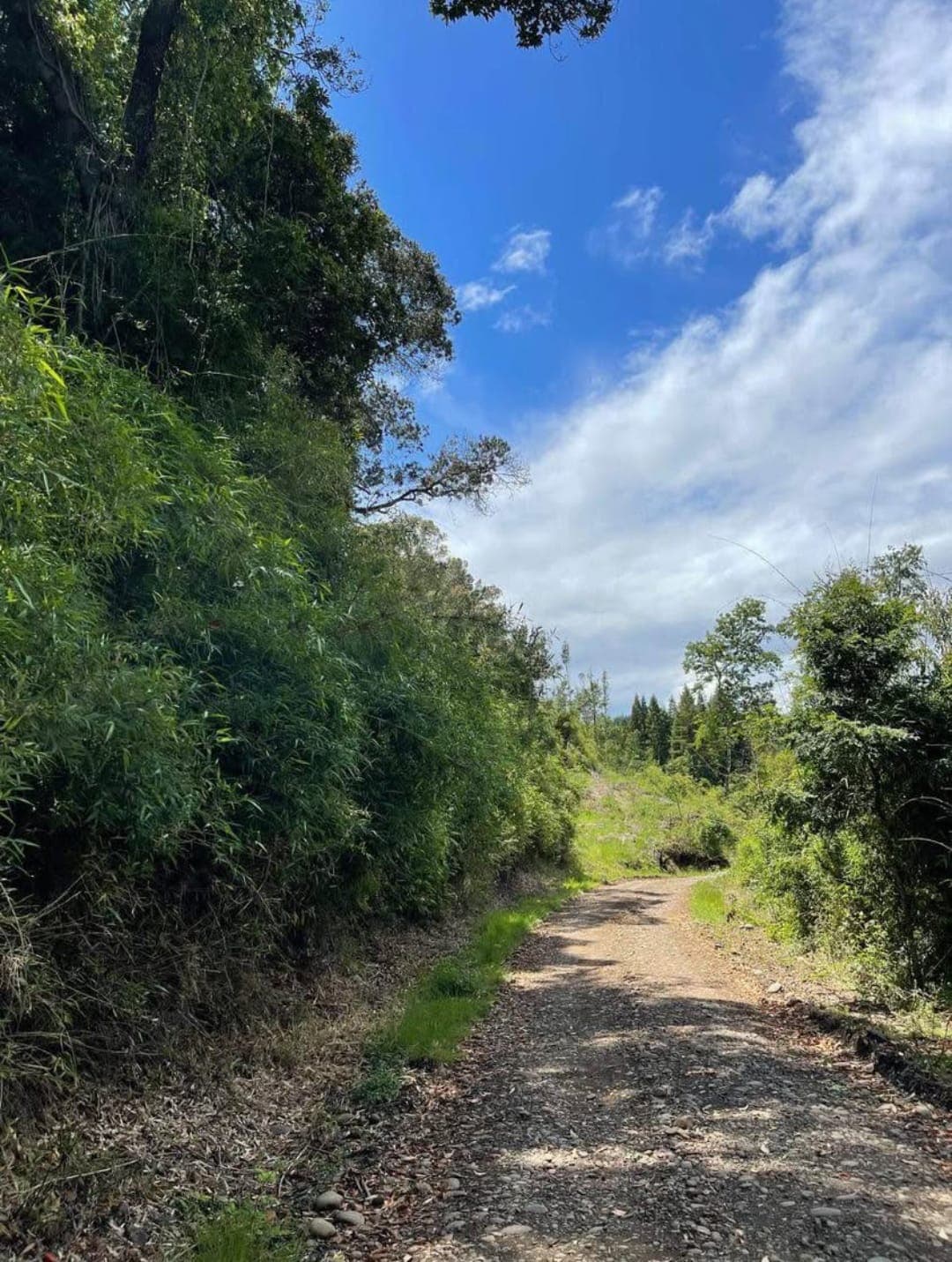 Campo Agrícola en Chol-Chol: 93 Hectáreas de Rentabilidad Segura