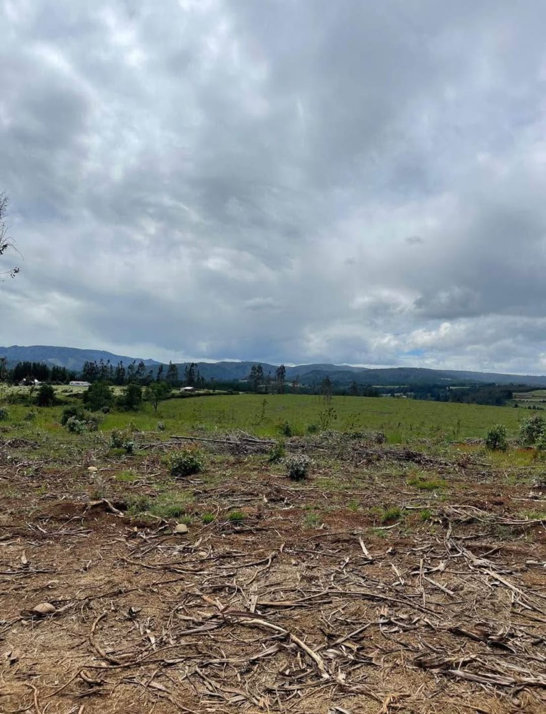 Campo Agrícola en Chol-Chol: 93 Hectáreas de Rentabilidad Segura - Imagen 1