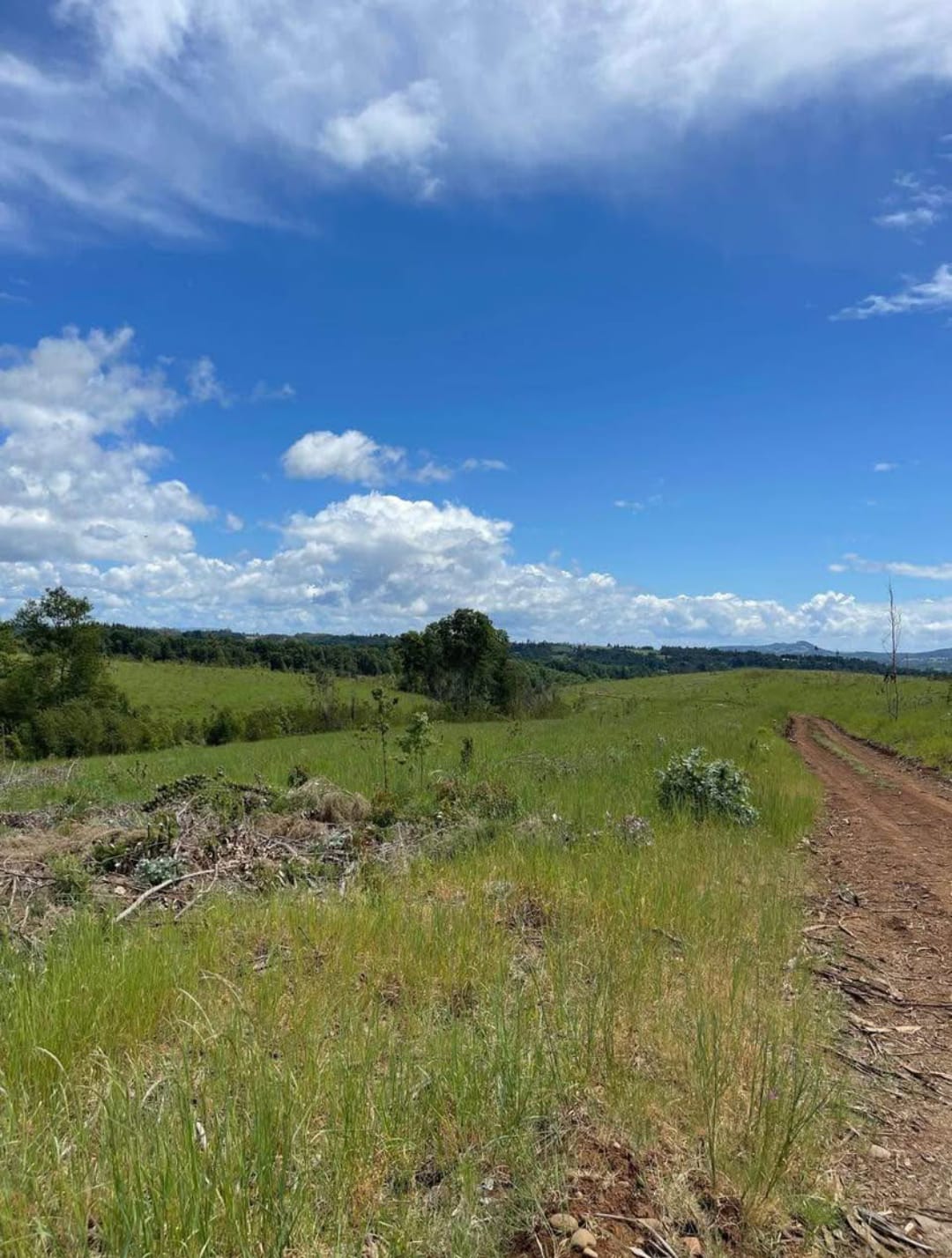 Campo Agrícola en Chol-Chol: 93 Hectáreas de Rentabilidad Segura - Imagen 2