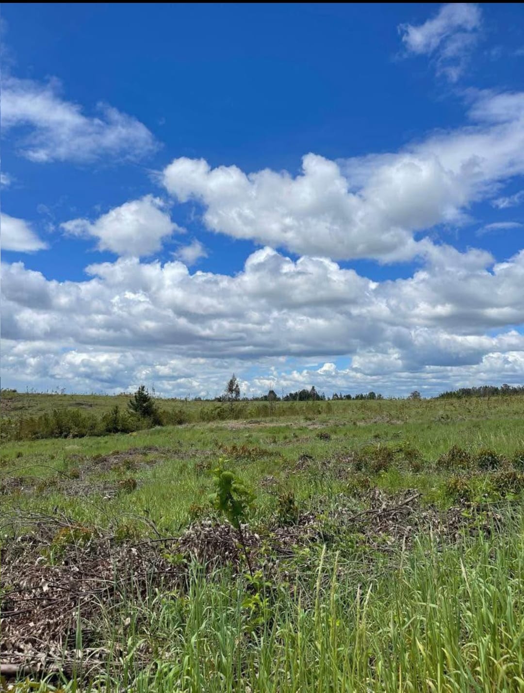 Campo Agrícola en Chol-Chol: 93 Hectáreas de Rentabilidad Segura - Imagen 3