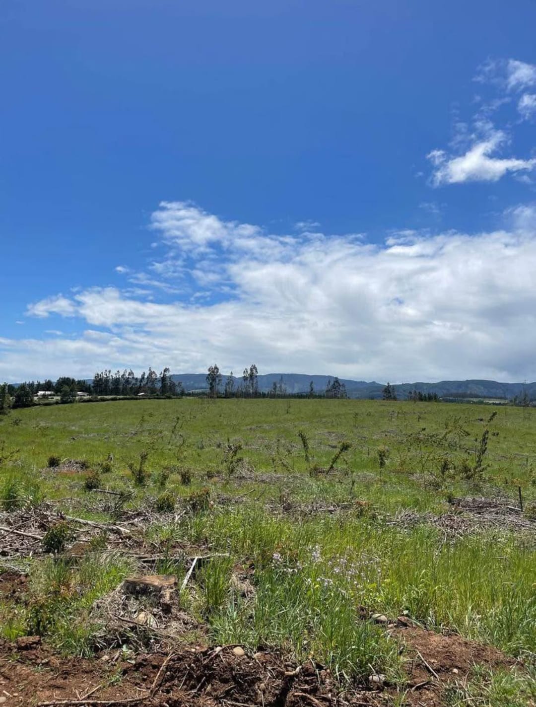 Campo Agrícola en Chol-Chol: 93 Hectáreas de Rentabilidad Segura - Imagen 4