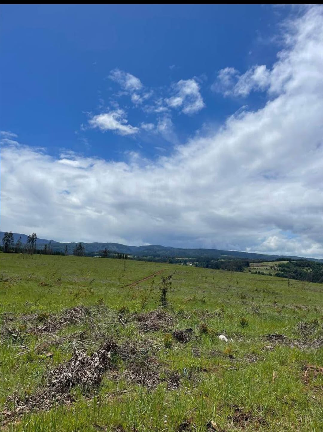 Campo Agrícola en Chol-Chol: 93 Hectáreas de Rentabilidad Segura - Imagen 6